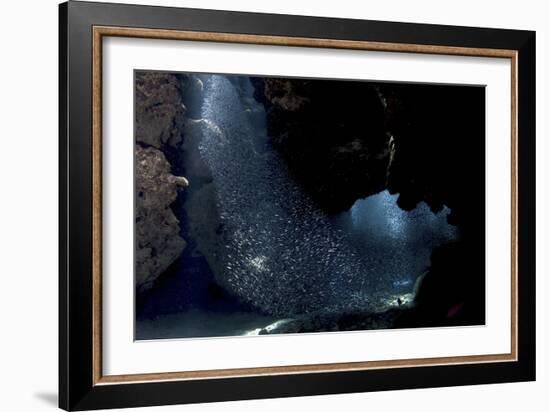 School of Silversides Form Shapes in the Tunnels at Eden Rock, Grand Cayman-Stocktrek Images-Framed Photographic Print