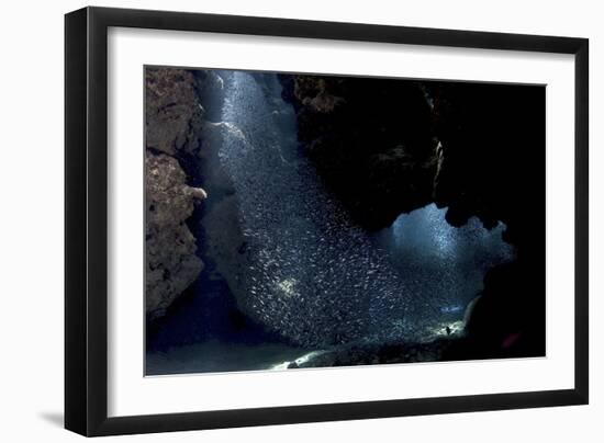 School of Silversides Form Shapes in the Tunnels at Eden Rock, Grand Cayman-Stocktrek Images-Framed Photographic Print