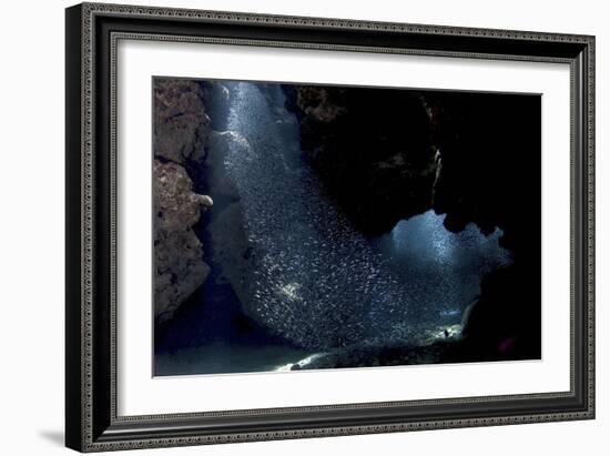 School of Silversides Form Shapes in the Tunnels at Eden Rock, Grand Cayman-Stocktrek Images-Framed Photographic Print