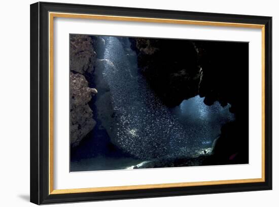 School of Silversides Form Shapes in the Tunnels at Eden Rock, Grand Cayman-Stocktrek Images-Framed Photographic Print