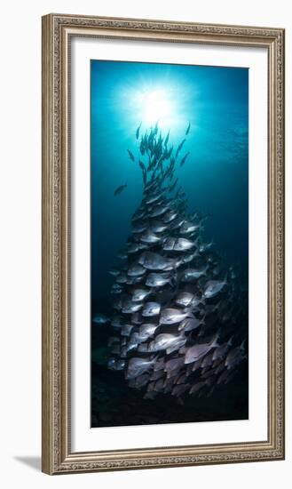 School of Slingers Swimming in Sea, Sodwana Bay, South Africa-null-Framed Photographic Print