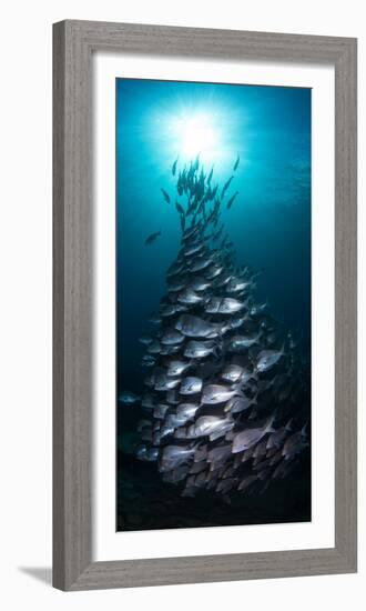 School of Slingers Swimming in Sea, Sodwana Bay, South Africa-null-Framed Photographic Print