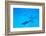 School of Spinner Dolphins on Hawaii's Kona Coast-Paul Souders-Framed Photographic Print