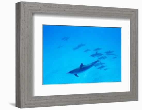 School of Spinner Dolphins on Hawaii's Kona Coast-Paul Souders-Framed Photographic Print