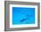 School of Spinner Dolphins on Hawaii's Kona Coast-Paul Souders-Framed Photographic Print