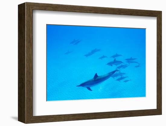 School of Spinner Dolphins on Hawaii's Kona Coast-Paul Souders-Framed Photographic Print