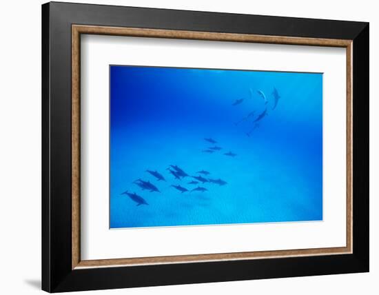 School of Spinner Dolphins on Hawaii's Kona Coast-Paul Souders-Framed Photographic Print