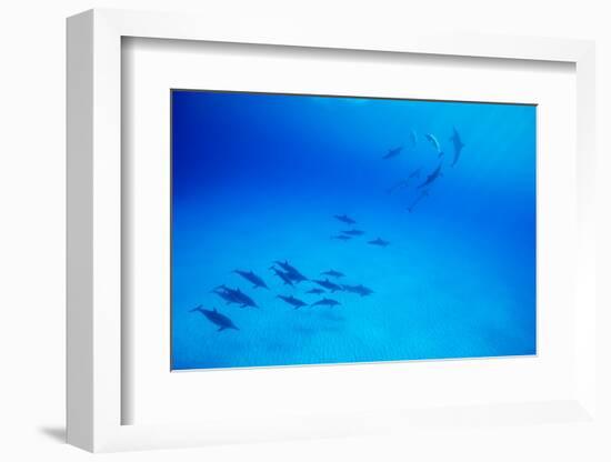 School of Spinner Dolphins on Hawaii's Kona Coast-Paul Souders-Framed Photographic Print