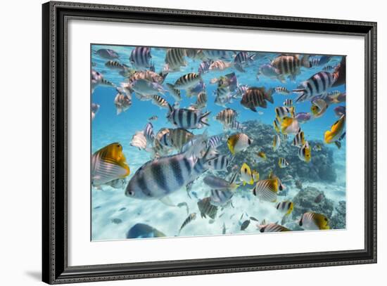 School Of Tropical Fish, Including Butterfly Fish, And Zebra Fish Along A Reef In Bora Bora-Karine Aigner-Framed Photographic Print