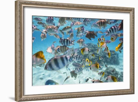 School Of Tropical Fish, Including Butterfly Fish, And Zebra Fish Along A Reef In Bora Bora-Karine Aigner-Framed Photographic Print