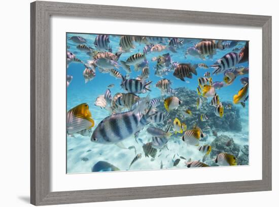 School Of Tropical Fish, Including Butterfly Fish, And Zebra Fish Along A Reef In Bora Bora-Karine Aigner-Framed Photographic Print