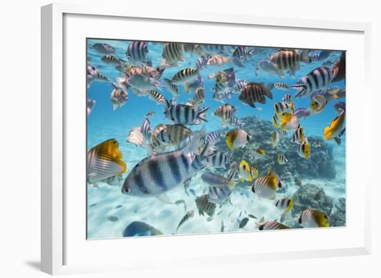 School Of Tropical Fish, Including Butterfly Fish, And Zebra Fish Along A Reef In Bora Bora-Karine Aigner-Framed Photographic Print