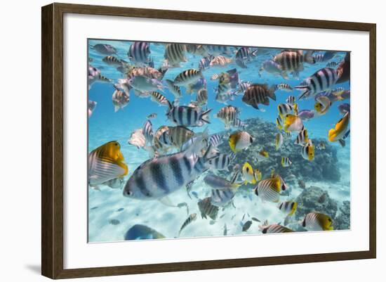 School Of Tropical Fish, Including Butterfly Fish, And Zebra Fish Along A Reef In Bora Bora-Karine Aigner-Framed Photographic Print