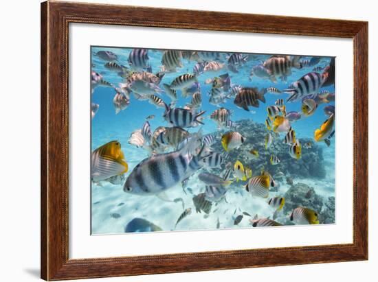 School Of Tropical Fish, Including Butterfly Fish, And Zebra Fish Along A Reef In Bora Bora-Karine Aigner-Framed Photographic Print