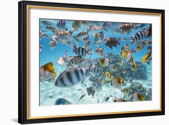 School Of Tropical Fish, Including Butterfly Fish, And Zebra Fish Along A Reef In Bora Bora-Karine Aigner-Framed Photographic Print