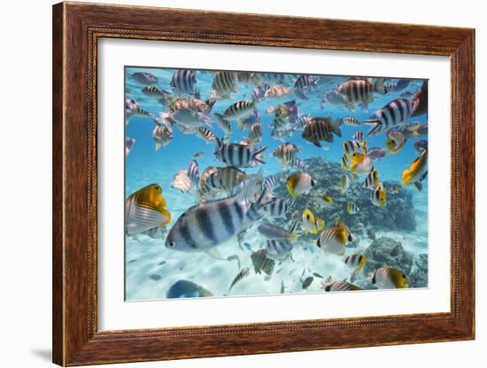 School Of Tropical Fish, Including Butterfly Fish, And Zebra Fish Along A Reef In Bora Bora-Karine Aigner-Framed Photographic Print