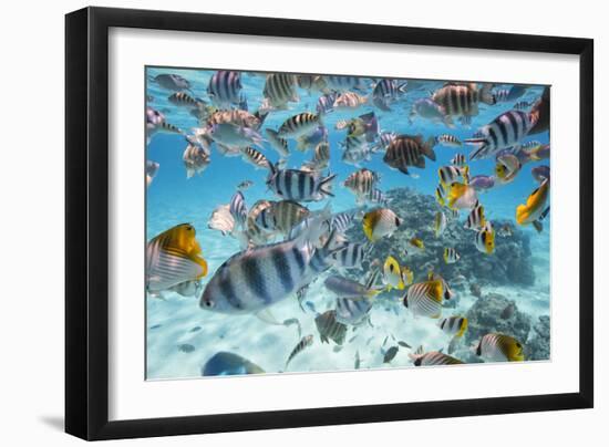 School Of Tropical Fish, Including Butterfly Fish, And Zebra Fish Along A Reef In Bora Bora-Karine Aigner-Framed Photographic Print