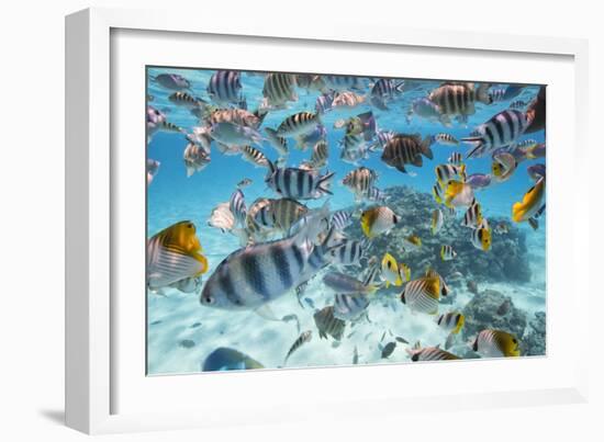 School Of Tropical Fish, Including Butterfly Fish, And Zebra Fish Along A Reef In Bora Bora-Karine Aigner-Framed Photographic Print