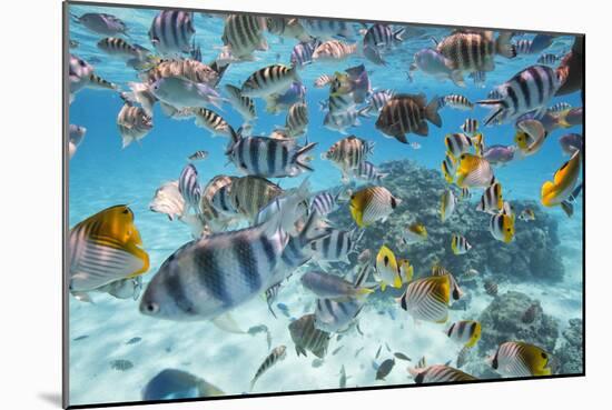 School Of Tropical Fish, Including Butterfly Fish, And Zebra Fish Along A Reef In Bora Bora-Karine Aigner-Mounted Photographic Print