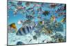 School Of Tropical Fish, Including Butterfly Fish, And Zebra Fish Along A Reef In Bora Bora-Karine Aigner-Mounted Photographic Print