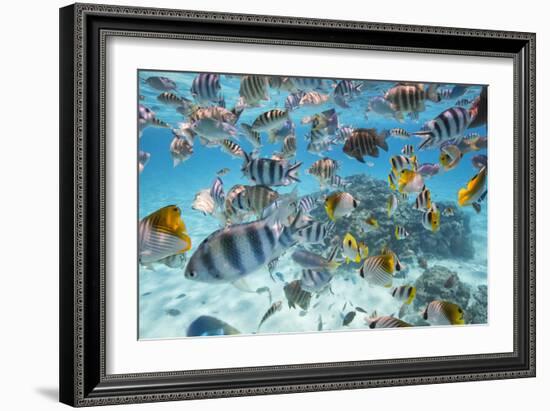 School Of Tropical Fish, Including Butterfly Fish, And Zebra Fish Along A Reef In Bora Bora-Karine Aigner-Framed Photographic Print