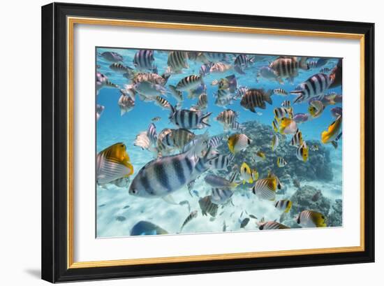 School Of Tropical Fish, Including Butterfly Fish, And Zebra Fish Along A Reef In Bora Bora-Karine Aigner-Framed Photographic Print