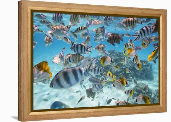 School Of Tropical Fish, Including Butterfly Fish, And Zebra Fish Along A Reef In Bora Bora-Karine Aigner-Framed Premier Image Canvas