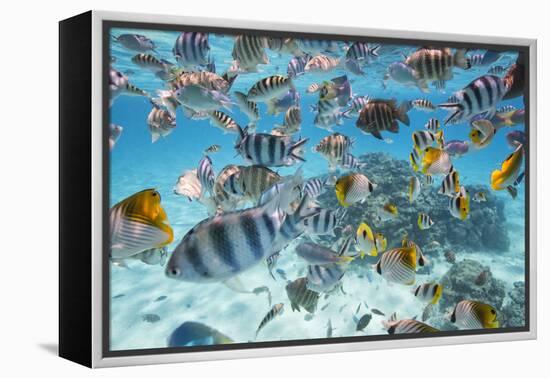School Of Tropical Fish, Including Butterfly Fish, And Zebra Fish Along A Reef In Bora Bora-Karine Aigner-Framed Premier Image Canvas