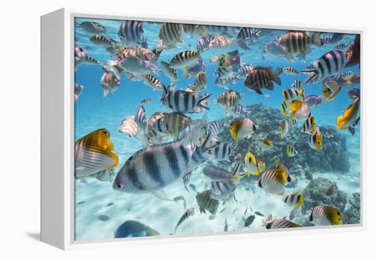 School Of Tropical Fish, Including Butterfly Fish, And Zebra Fish Along A Reef In Bora Bora-Karine Aigner-Framed Premier Image Canvas