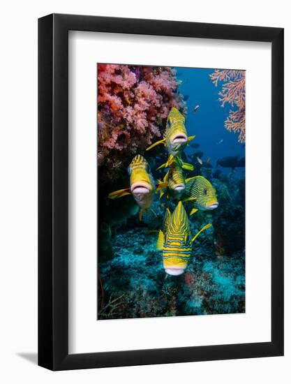 School of Yellow-ribbon sweetlips swimming with the current-Magnus Lundgren-Framed Photographic Print