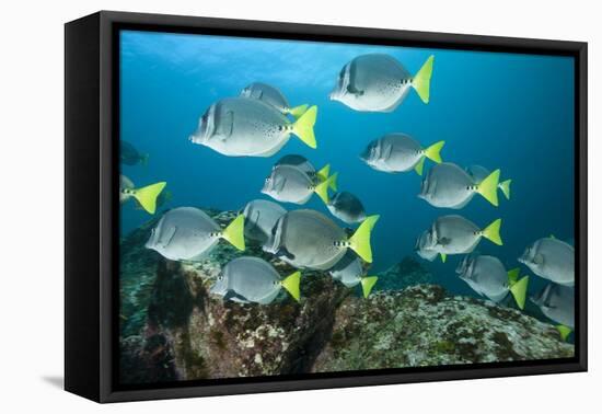 School of Yellow Tail Surgeonfish-Michele Westmorland-Framed Premier Image Canvas