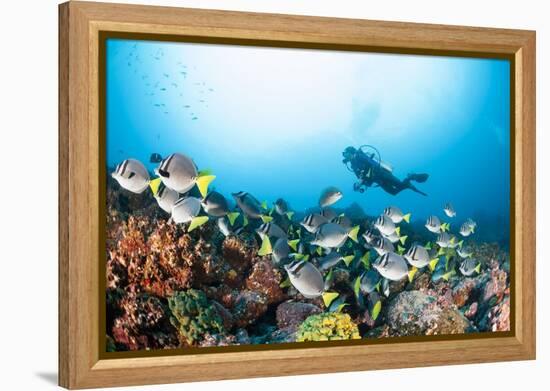 School of Yellow Tail Surgeonfish-Michele Westmorland-Framed Premier Image Canvas