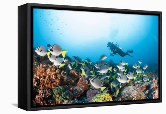 School of Yellow Tail Surgeonfish-Michele Westmorland-Framed Premier Image Canvas