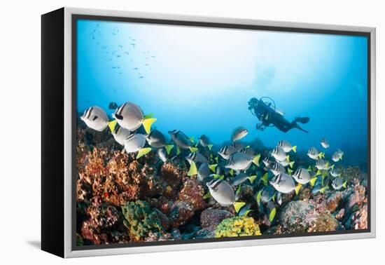 School of Yellow Tail Surgeonfish-Michele Westmorland-Framed Premier Image Canvas