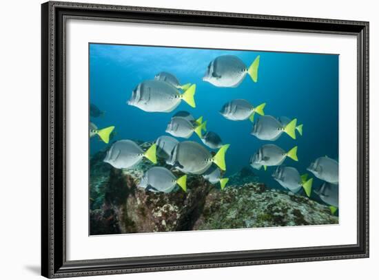 School of Yellow Tail Surgeonfish-Michele Westmorland-Framed Photographic Print