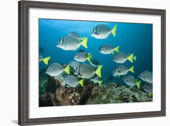 School of Yellow Tail Surgeonfish-Michele Westmorland-Framed Photographic Print