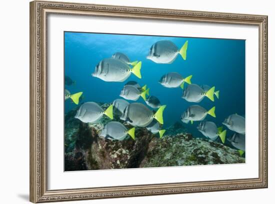 School of Yellow Tail Surgeonfish-Michele Westmorland-Framed Photographic Print