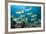 School of Yellow Tail Surgeonfish-Michele Westmorland-Framed Photographic Print