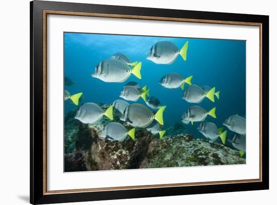 School of Yellow Tail Surgeonfish-Michele Westmorland-Framed Photographic Print