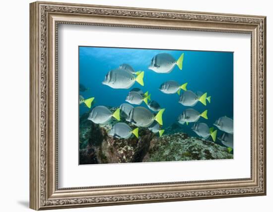 School of Yellow Tail Surgeonfish-Michele Westmorland-Framed Photographic Print