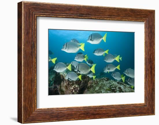 School of Yellow Tail Surgeonfish-Michele Westmorland-Framed Photographic Print