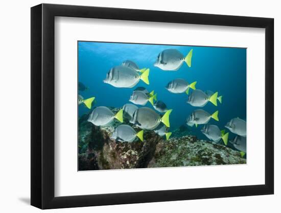 School of Yellow Tail Surgeonfish-Michele Westmorland-Framed Photographic Print