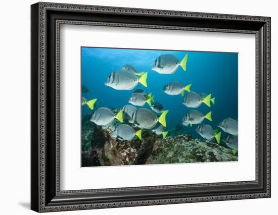 School of Yellow Tail Surgeonfish-Michele Westmorland-Framed Photographic Print