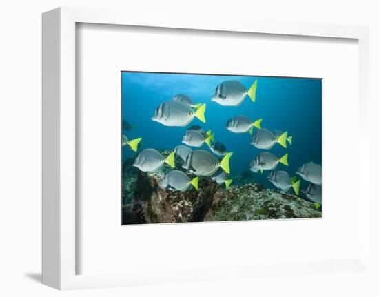 School of Yellow Tail Surgeonfish-Michele Westmorland-Framed Photographic Print