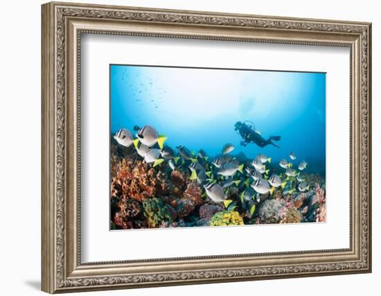 School of Yellow Tail Surgeonfish-Michele Westmorland-Framed Photographic Print