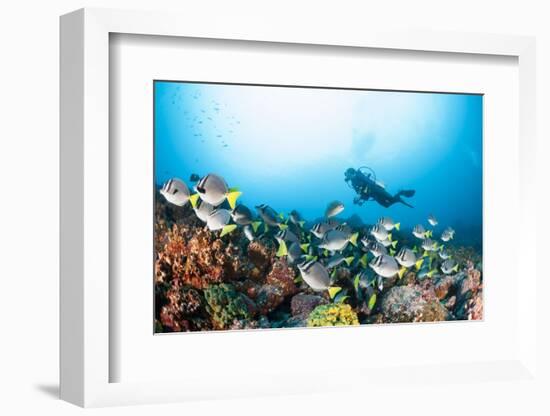 School of Yellow Tail Surgeonfish-Michele Westmorland-Framed Photographic Print