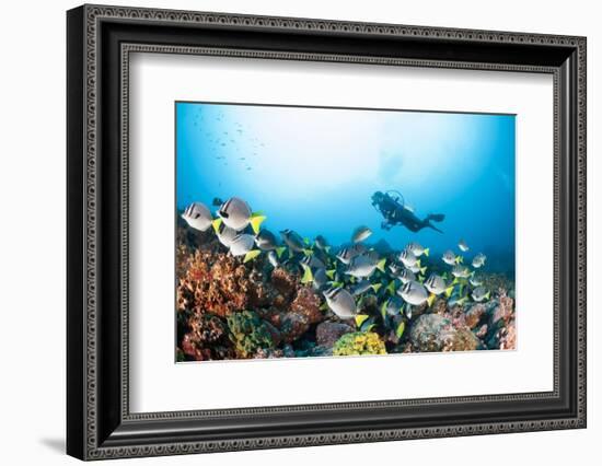 School of Yellow Tail Surgeonfish-Michele Westmorland-Framed Photographic Print