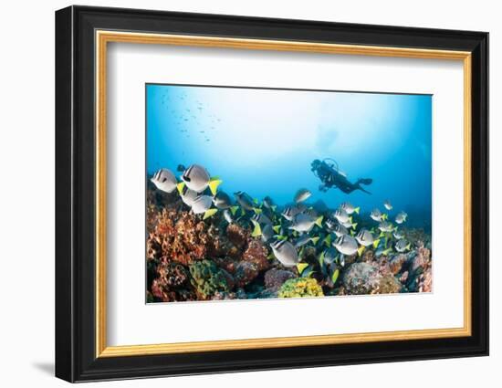 School of Yellow Tail Surgeonfish-Michele Westmorland-Framed Photographic Print