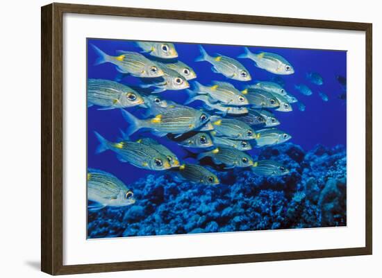 School of Yellowspot Emperor, Blue Corner, Palau, Micronesia-Ali Kabas-Framed Photographic Print