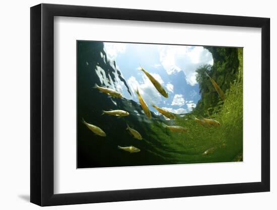 School Of Young European Perch (Perca Fluviatilis) In Altausseer Lake, Austria, July-Bert Willaert-Framed Photographic Print